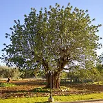Quinta Dos Tesouros Farm stay Sao Bras de Alportel