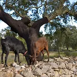 Quinta Dos Tesouros * Sao Bras de Alportel