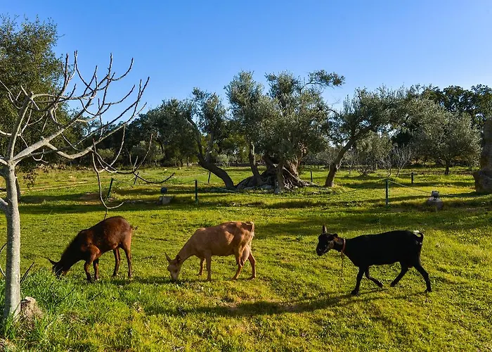Quinta Dos Tesouros Lantgård *