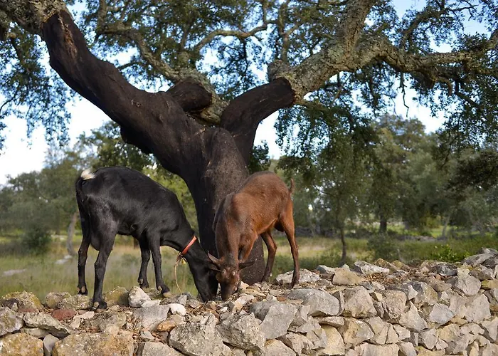 Quinta Dos Tesouros * São Brás de Alportel
